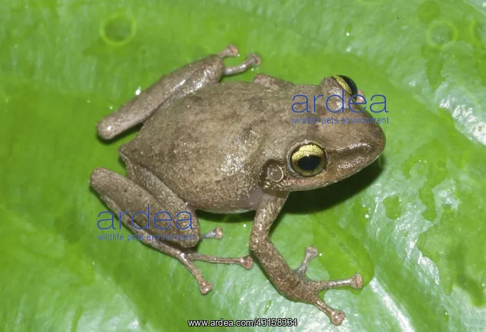 : Common coqui : Common coqui