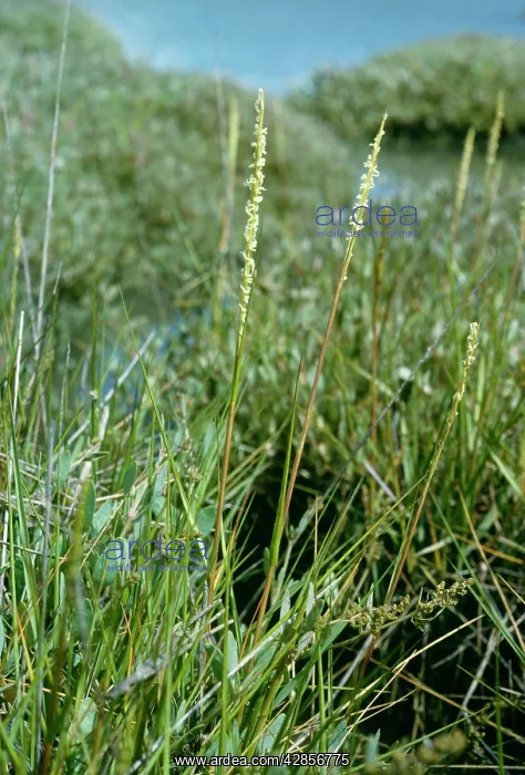 : Common Cord-grass / Rice Grass : Common Cord-grass / Rice Grass