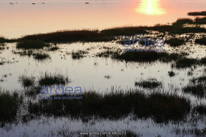 : Common cordgrass : Common cordgrass