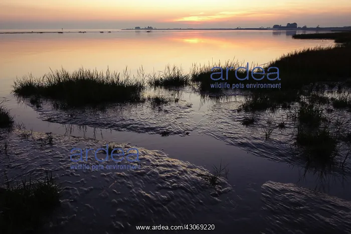 : Common cordgrass : Common cordgrass