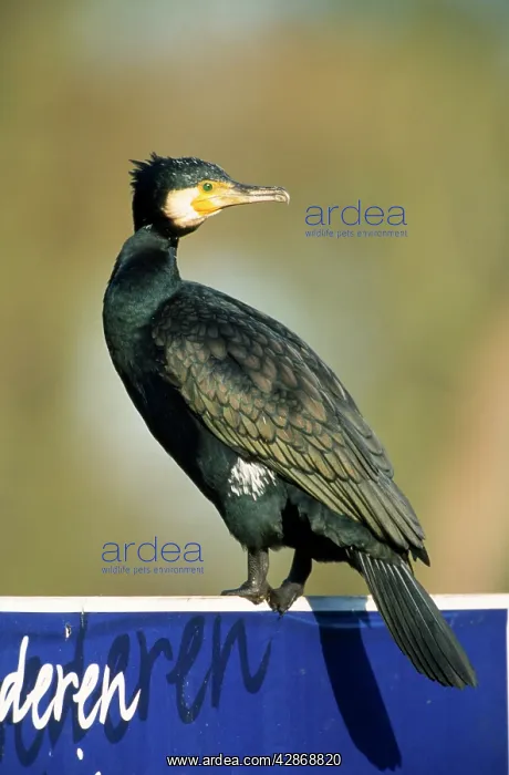 : Common CORMORANT : Common CORMORANT