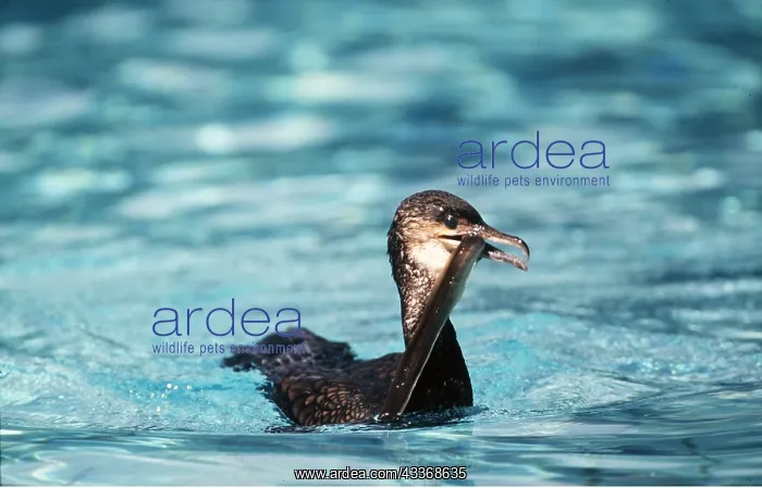 : COMMON CORMORANT - with food in beak : COMMON CORMORANT - with food in beak