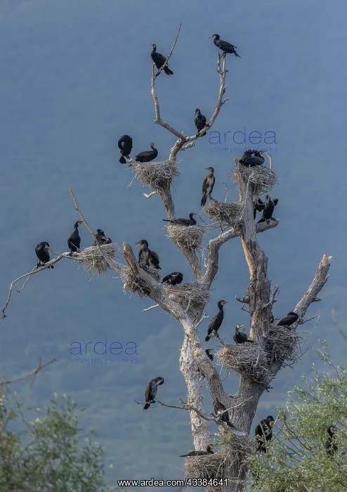 : Common Cormorant, Phalacrocorax carbo, breeding : Common Cormorant, Phalacrocorax carbo, breeding