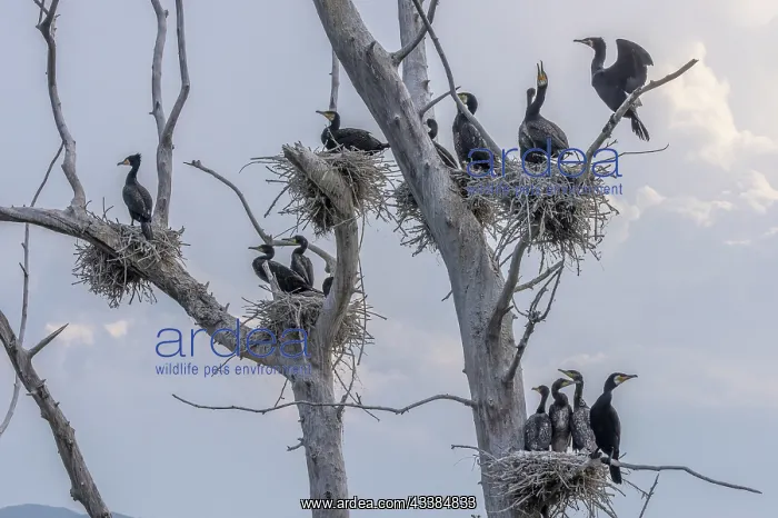 : Common Cormorant, Phalacrocorax carbo, breeding : Common Cormorant, Phalacrocorax carbo, breeding