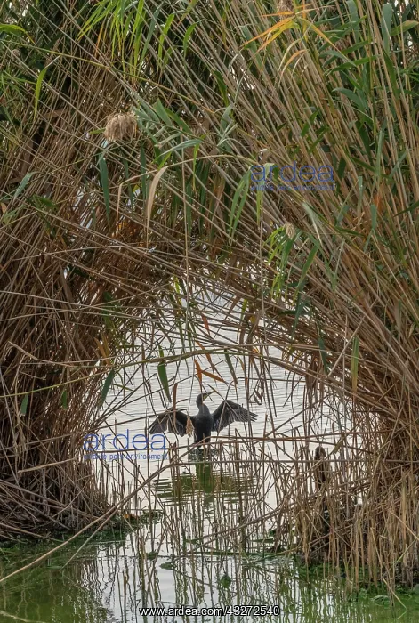 : Common Cormorant, Phalacrocorax carbo, drying its : Common Cormorant, Phalacrocorax carbo, drying its