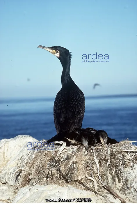 : COMMON CORMORANT - on rock : COMMON CORMORANT - on rock