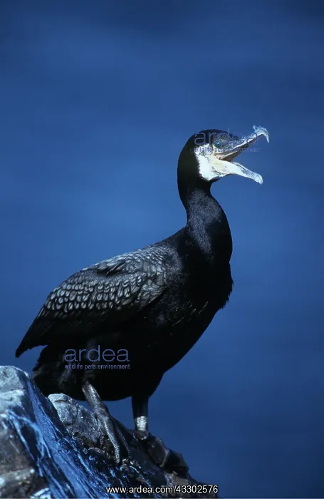 : COMMON CORMORANT - on rock, calling : COMMON CORMORANT - on rock, calling