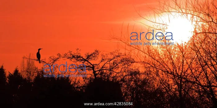 : Common Cormorant - silhouetted in tree against sunset : Common Cormorant - silhouetted in tree against sunset