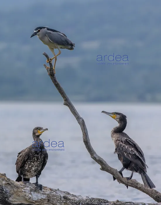 : Common Cormorants, Phalacrocorax carbo, with Nig : Common Cormorants, Phalacrocorax carbo, with Nig