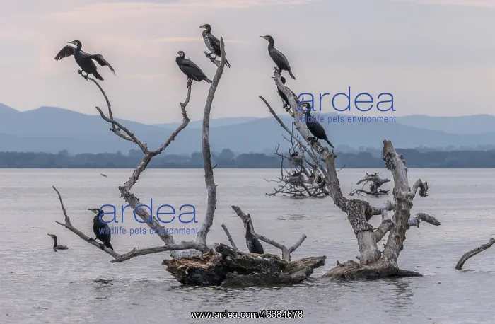 : Common Cormorants, Phalacrocorax carbo, roosting : Common Cormorants, Phalacrocorax carbo, roosting
