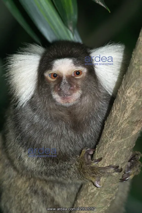 : Common / Cotton-eared / White-eared MARMOSET - : Common / Cotton-eared / White-eared MARMOSET -