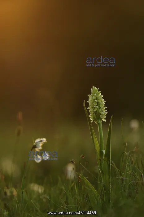 : Common Cottongrass : Common Cottongrass