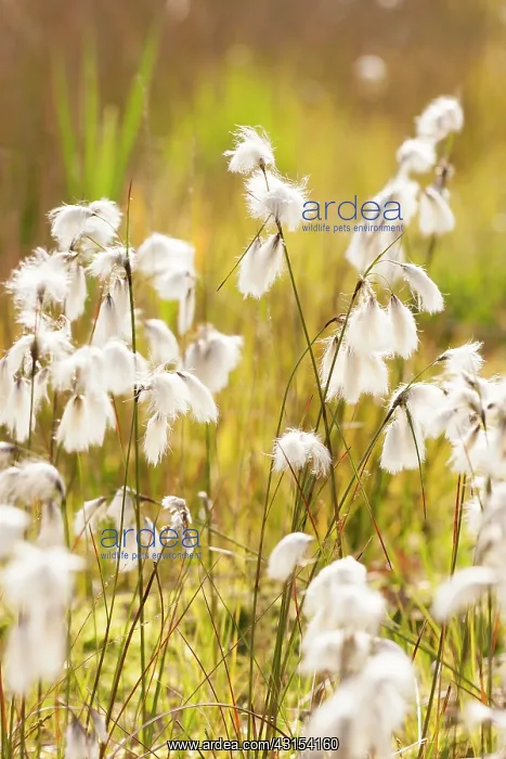 : Common Cottongrass : Common Cottongrass