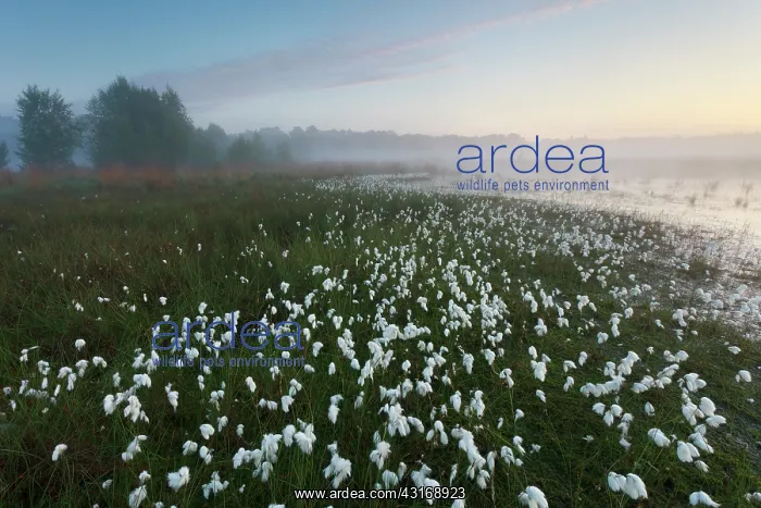 : Common Cottongrass : Common Cottongrass