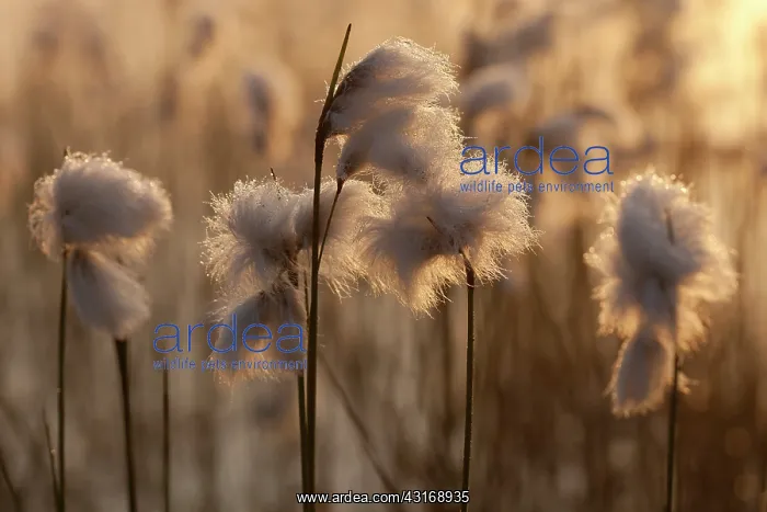 : Common Cottongrass : Common Cottongrass
