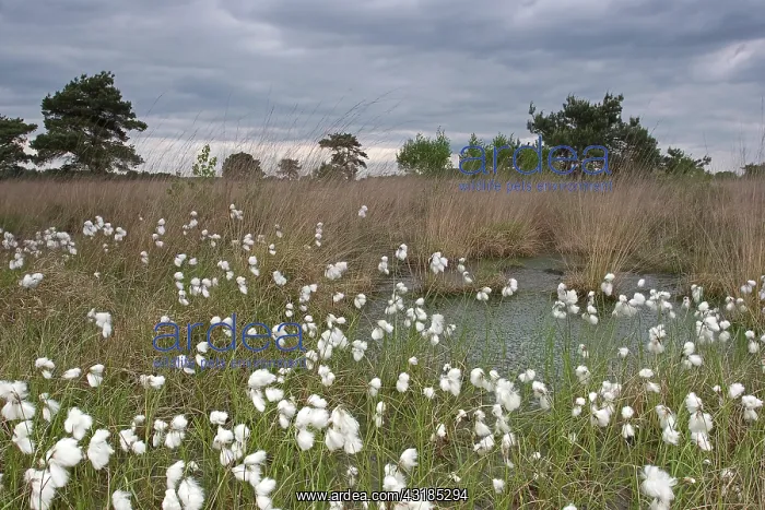 : Common Cottongrass : Common Cottongrass