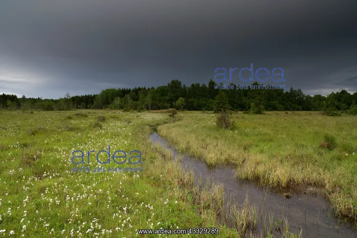 : Common Cottongrass : Common Cottongrass