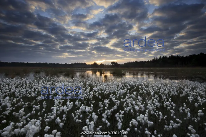: Common Cottongrass (Eriophorum angustifolium) i : Common Cottongrass (Eriophorum angustifolium) i