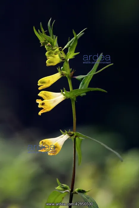 : Common cow-wheat in woodland : Common cow-wheat in woodland