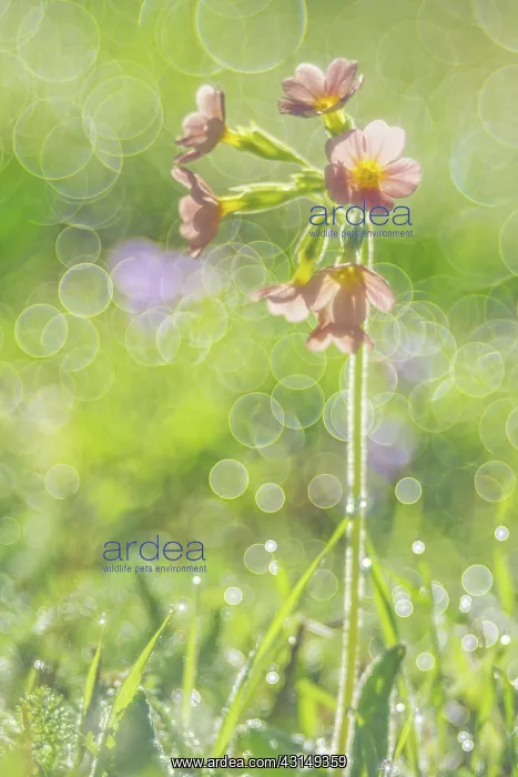  : Common Cowslip