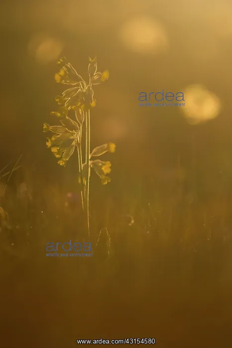  : Common Cowslip