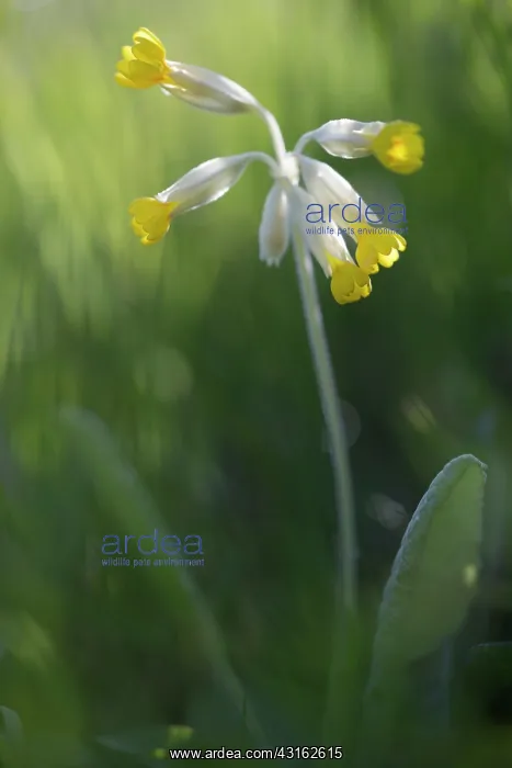 : Common Cowslip : Common Cowslip
