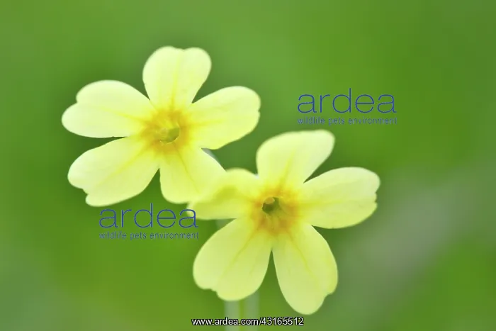 : Common Cowslip : Common Cowslip