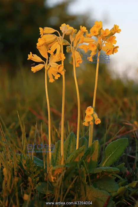 : Common cowslip (Primula veris) (synonym: Primula : Common cowslip (Primula veris) (synonym: Primula