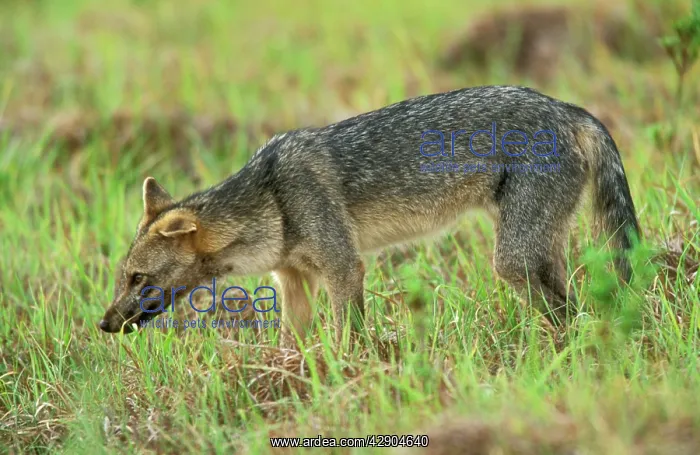 : Common / Crab-Eating ZORRO or Savannah / Forest Fox : Common / Crab-Eating ZORRO or Savannah / Forest Fox