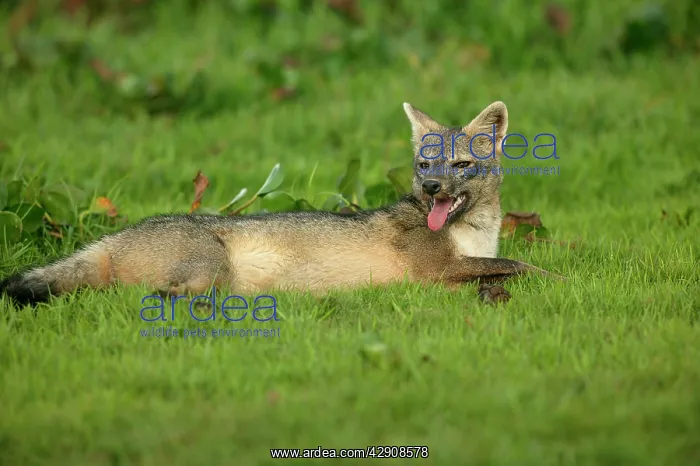 : Common / Crab-Eating ZORRO or Savannah / Forest Fox : Common / Crab-Eating ZORRO or Savannah / Forest Fox