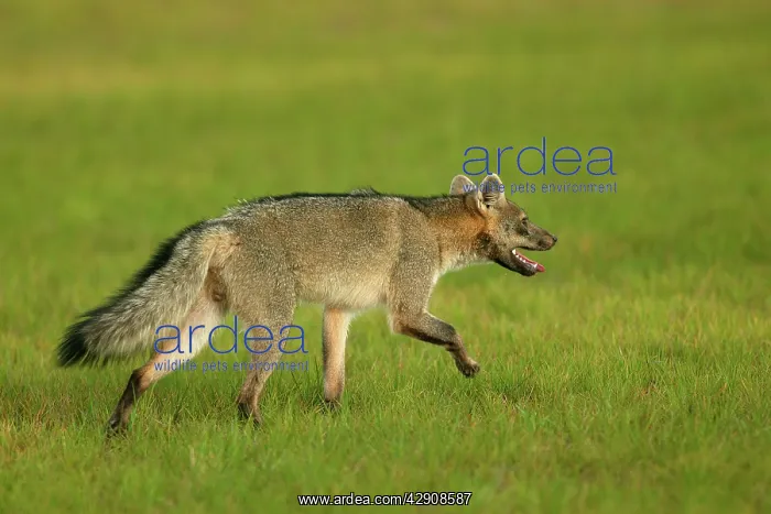: Common / Crab-Eating ZORRO or Savannah / Forest Fox : Common / Crab-Eating ZORRO or Savannah / Forest Fox