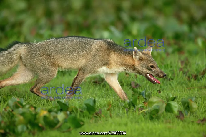 : Common / Crab-Eating ZORRO or Savannah / Forest Fox : Common / Crab-Eating ZORRO or Savannah / Forest Fox