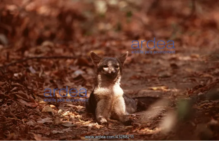 : Common / Crab-Eating ZORRO or Savannah / Forest Fox : Common / Crab-Eating ZORRO or Savannah / Forest Fox