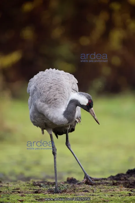  : Common Crane