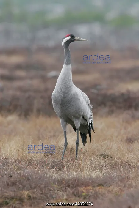  : Common Crane