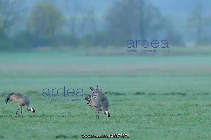 : Common Crane : Common Crane