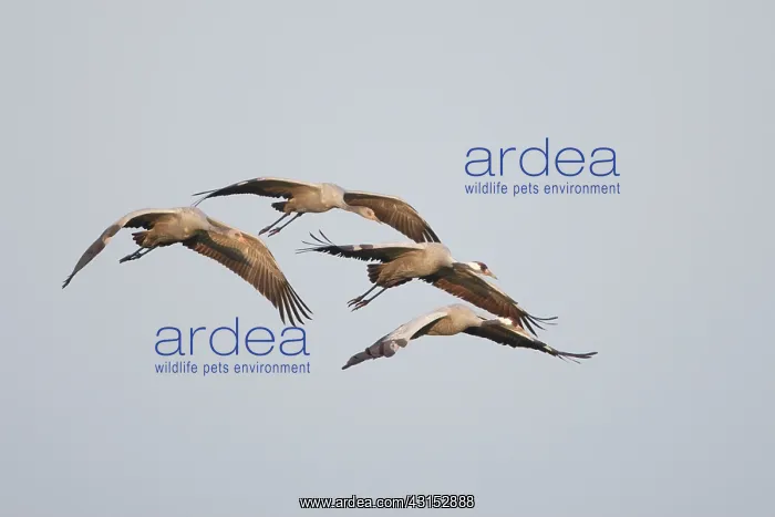 : Common Crane : Common Crane