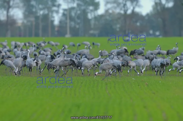 : Common Crane : Common Crane