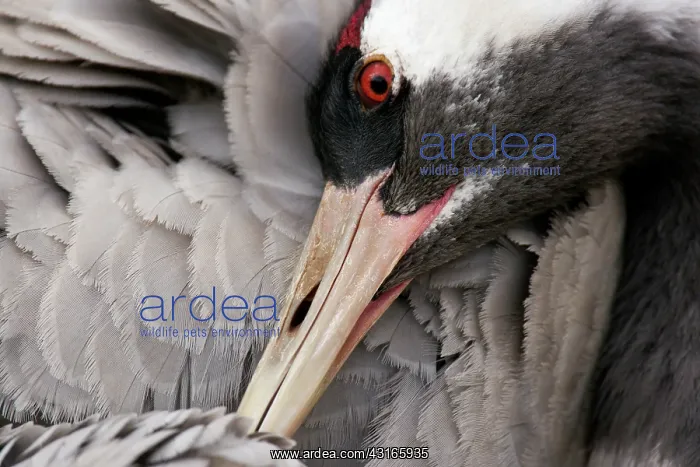  : Common Crane