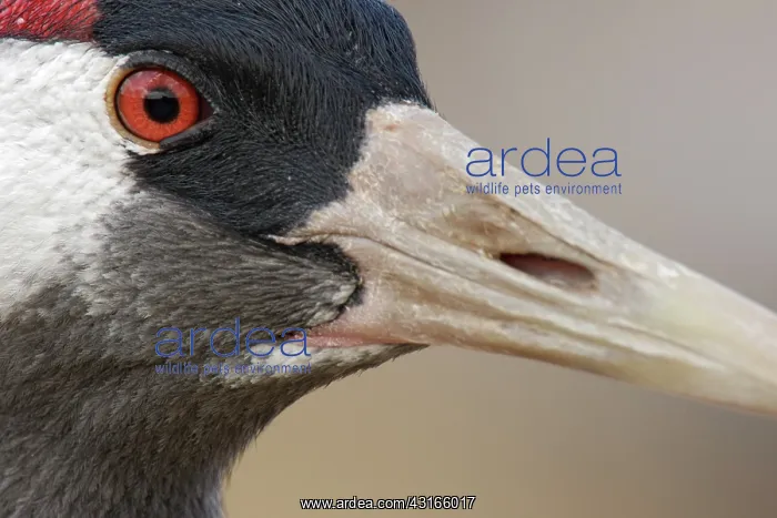 : Common Crane : Common Crane