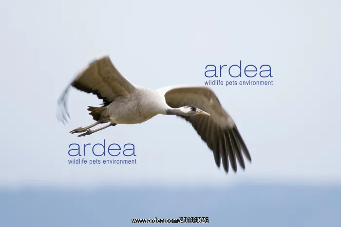 : Common Crane : Common Crane