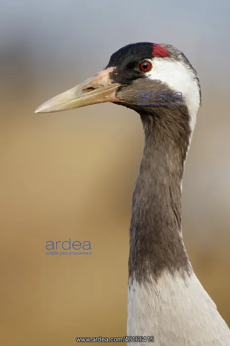  : Common Crane