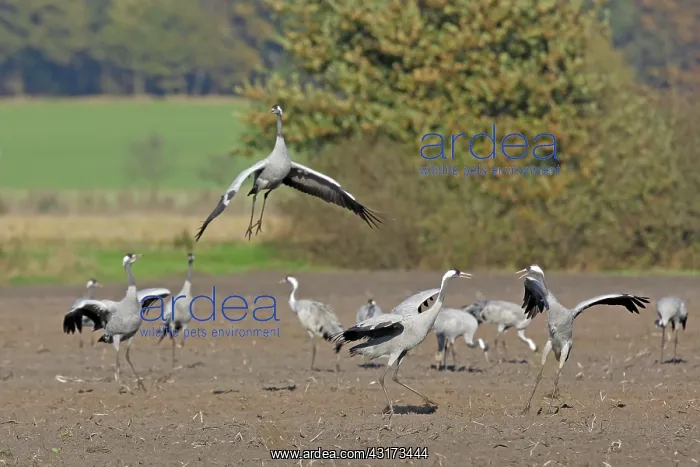 : Common Crane : Common Crane