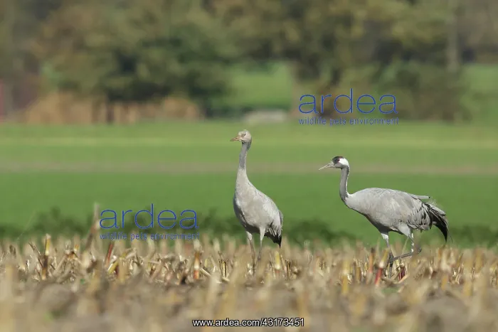 : Common Crane : Common Crane