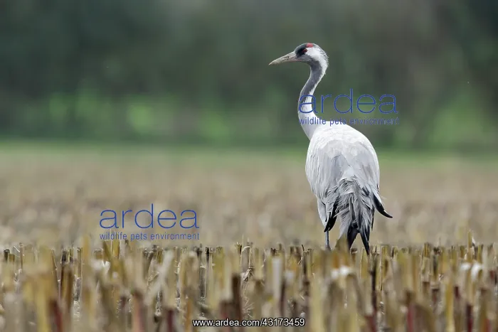 : Common Crane : Common Crane