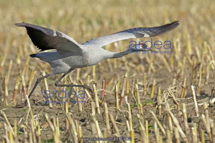 : Common Crane : Common Crane