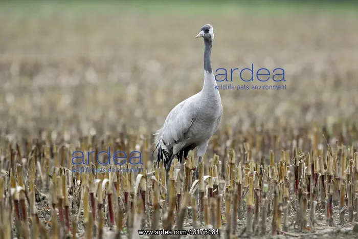 : Common Crane : Common Crane