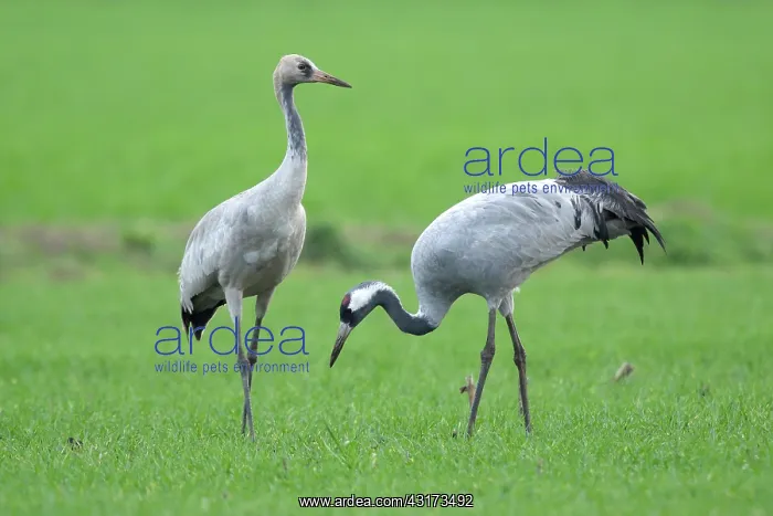: Common Crane : Common Crane
