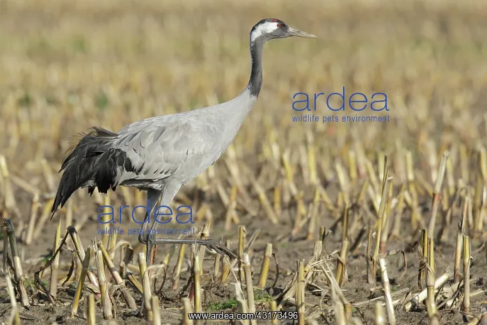 : Common Crane : Common Crane