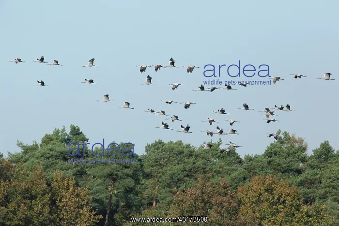 : Common crane : Common crane